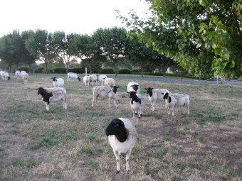 Dorper Ewe Flock
