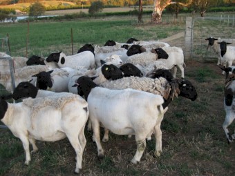 Dorper Ewe Flock