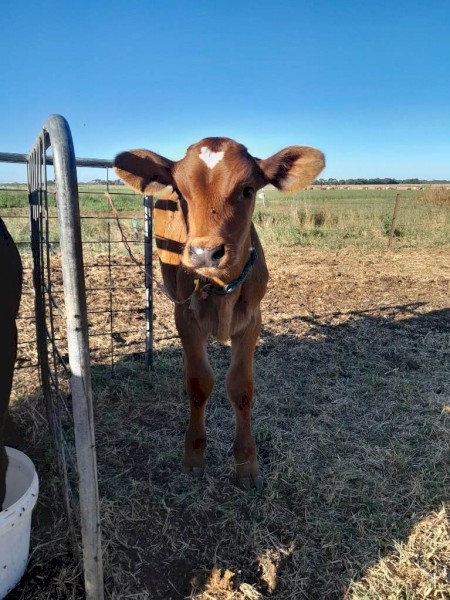 Ayrshire bull calves