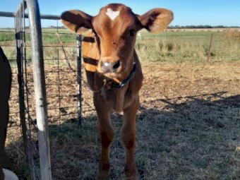 Ayrshire bull calves