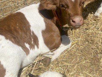 Ayrshire bull calves