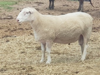 XB Composite Ewes and Ram