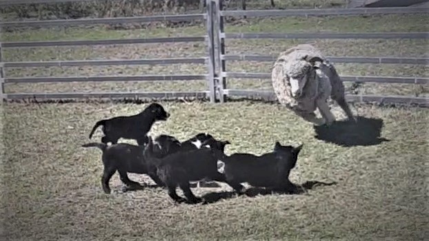 Male Working Border Collie Pups