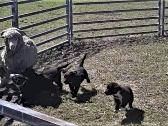 Male Working Border Collie Pups
