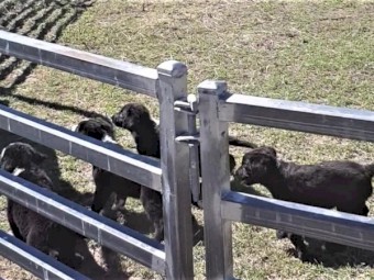 Male Working Border Collie Pups