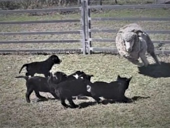 Male Working Border Collie Pups