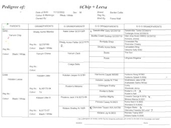Male Working Border Collie Pups