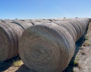 A1 new season lucerne hay round bales