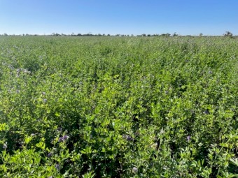 A1 new season lucerne round bales