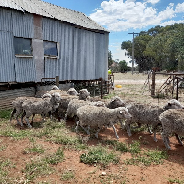 Pooginook merino ewes