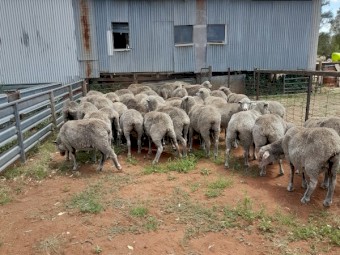 Pooginook merino ewes