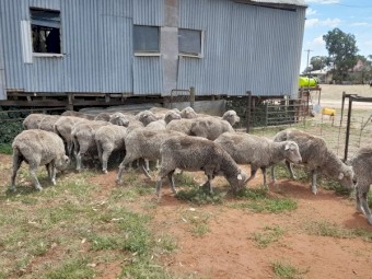 Pooginook merino ewes