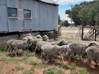Pooginook merino ewes