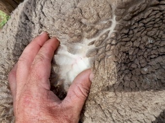 Pooginook merino ewes