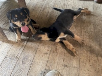 Kelpie Huntaway Male Pups