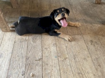 Kelpie Huntaway Male Pups