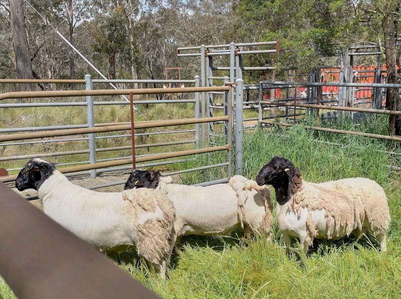 1 2019 Dorper Ram, 2 2021 Dorper Rams