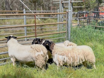 1 2019 Dorper Ram, 2 2021 Dorper Rams