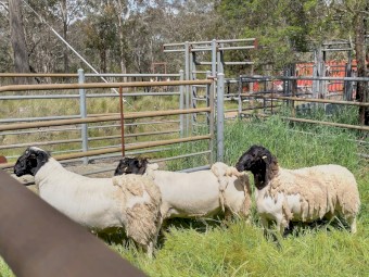 1 2019 Dorper Ram, 2 2021 Dorper Rams