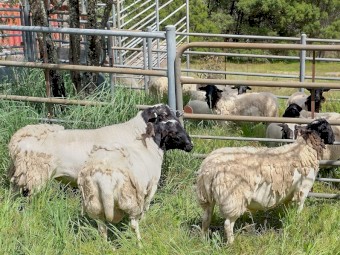 1 2019 Dorper Ram, 2 2021 Dorper Rams