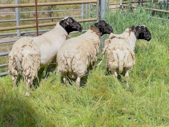 1 2019 Dorper Ram, 2 2021 Dorper Rams