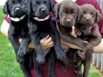 Beautiful chocolate  Labrador retriever puppies