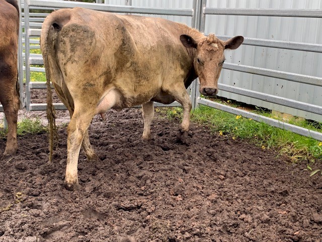 Murray Grey / Friesian cross heifers with calves at foot