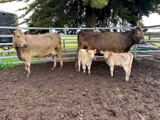Murray Grey / Friesian cross heifers with calves at foot