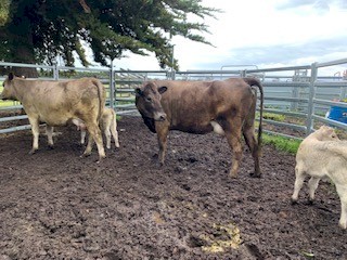 Murray Grey / Friesian cross heifers with calves at foot