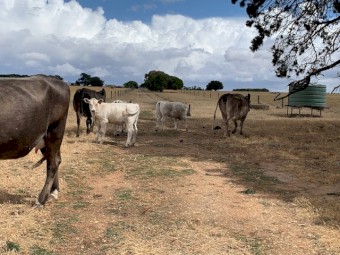 Murray Grey / Friesian cross heifers with calves at foot