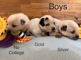 Australian Cattle Dog