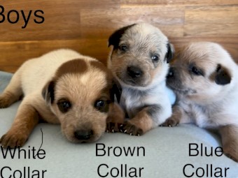 Australian Cattle Dog