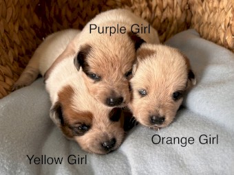 Australian Cattle Dog