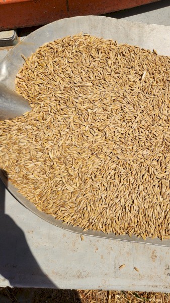 Winteroo Oat Seed. 16-17tn