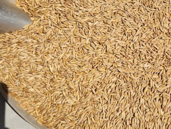 Winteroo Oat Seed. 16-17tn