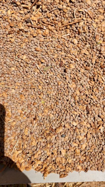 Lentils suitable for stock feed, 15tn