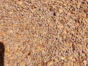 Lentils suitable for stock feed, 15tn