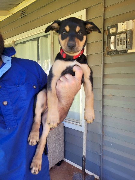 1 kelpie pup left 