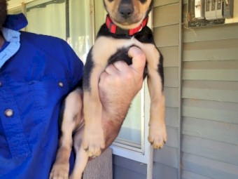 1 kelpie pup left 