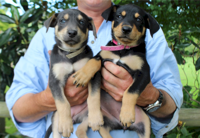 Quality Pure Bred Kelpie Pups For Sale