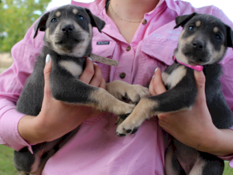 Quality Pure Bred Kelpie Pups For Sale