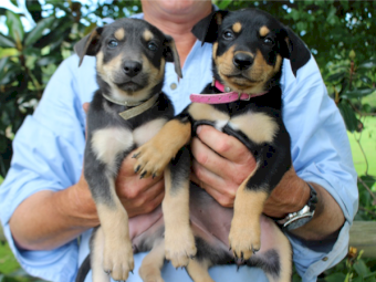 Quality Pure Bred Kelpie Pups For Sale