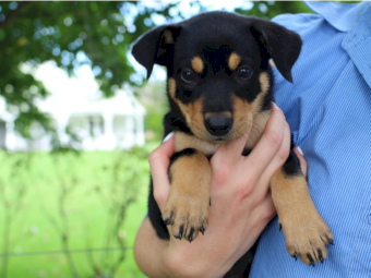 Quality Pure Bred Kelpie Pups For Sale