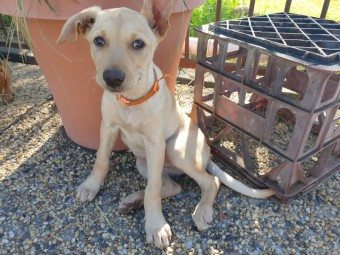 Purebred Kelpie Pups (5 Male / 3 Females)