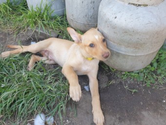 Purebred Kelpie Pups (5 Male / 3 Females)