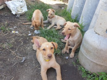 Purebred Kelpie Pups (5 Male / 3 Females)