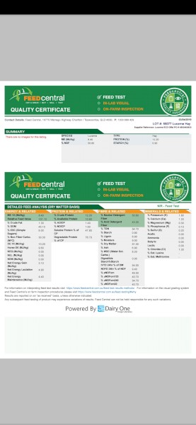 70 x Lucerne Straw  Hay 8x4x3 Bales