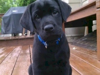Labrador retriever pup