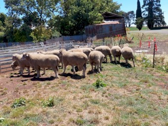 Poll Dorset Rams