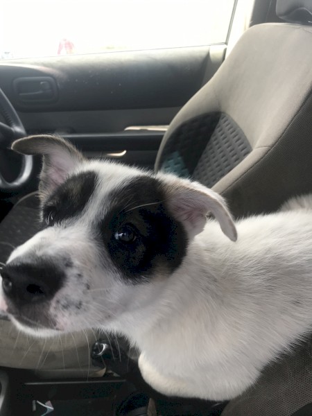 German shepherd Husky x pup